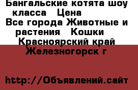 Бангальские котята шоу класса › Цена ­ 25 000 - Все города Животные и растения » Кошки   . Красноярский край,Железногорск г.